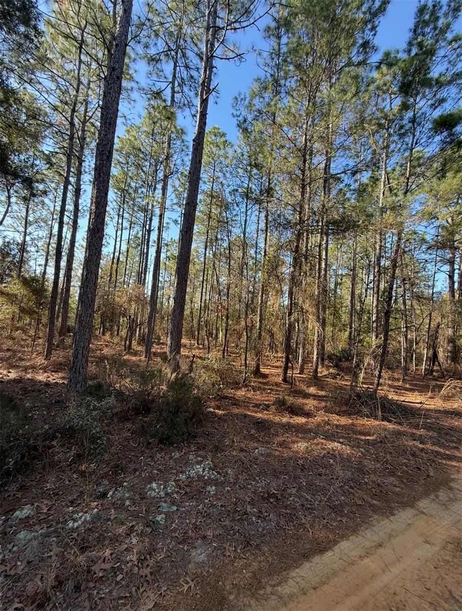 Photo 5 of Tbt 5th Way, Interlachen, FL 32148