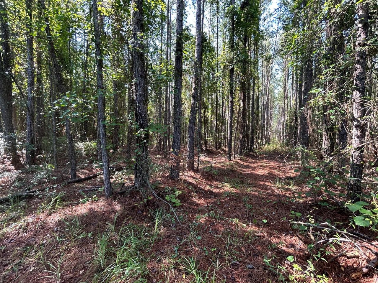 Photo 4 of 709 Georgetown Denver Rd, Crescent City, FL 32112