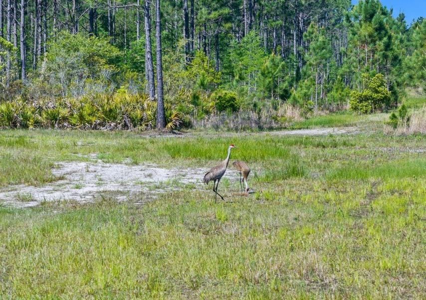 Photo 4 of 0 Carter St, Bunnell, FL 32110