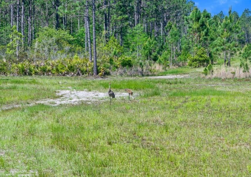 Photo 5 of 0 Carter St, Bunnell, FL 32110