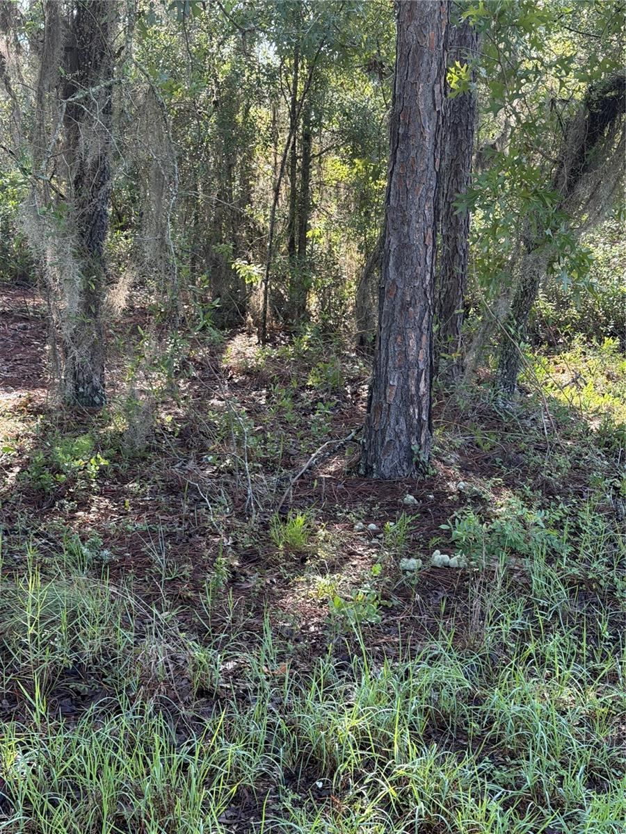 Photo 5 of Alaska Ave, Interlachen, FL 32148