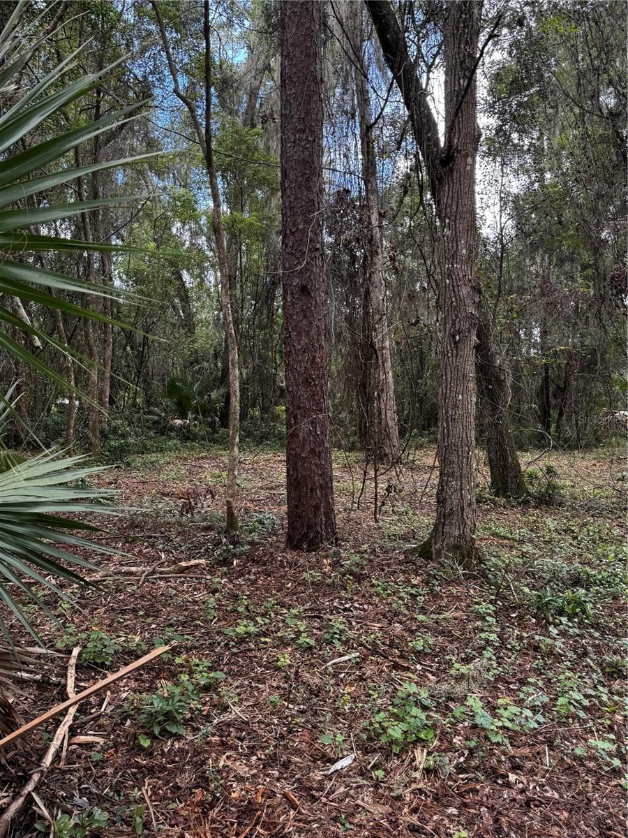 Photo 4 of 1423 Lemon St, Deland, FL 32720