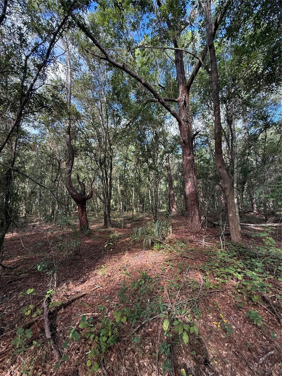 Photo 4 of 1166 Honeytree St, Bunnell, FL 32110