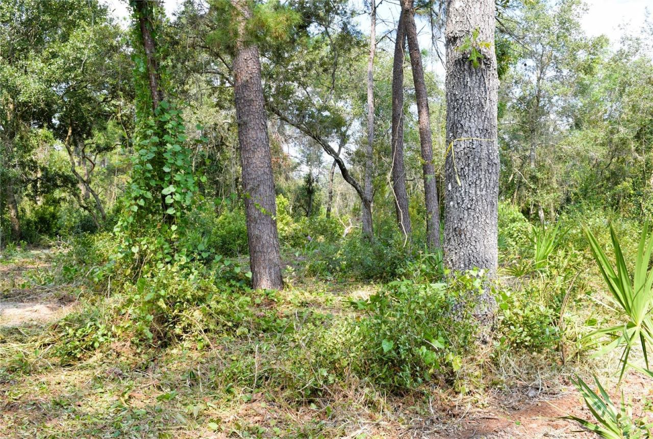 Photo 5 of 625 Lake Butler Ave, Osteen, FL 32764