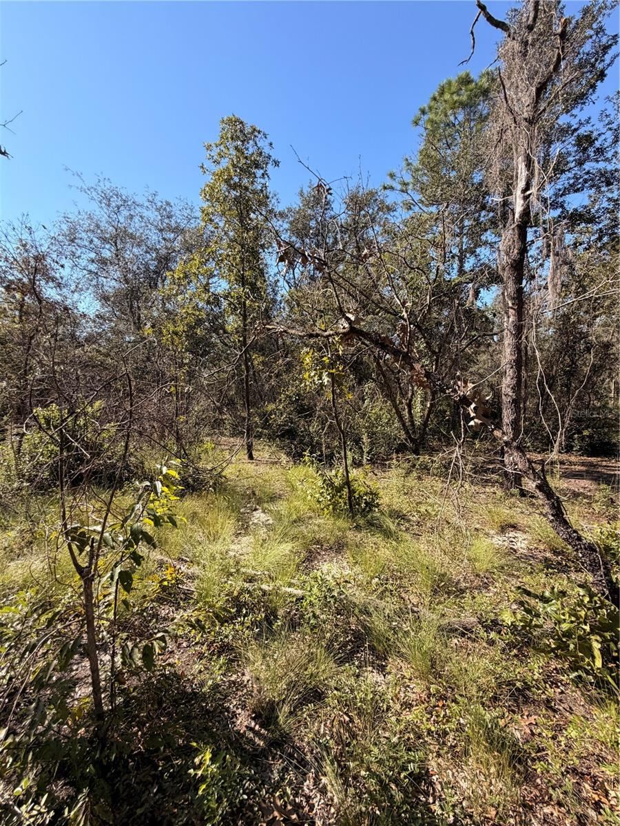 Photo 4 of 0 Cypress St, Interlachen, FL 32148