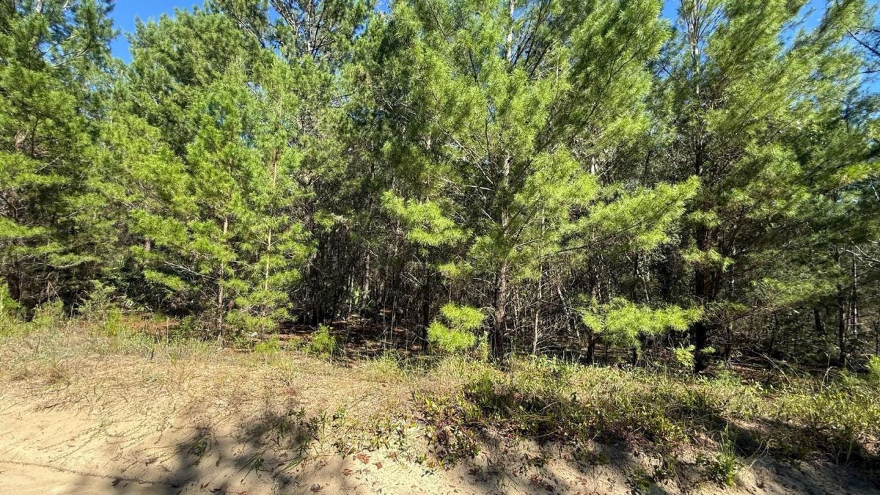 Photo 4 of 113 Rome Ave, Interlachen, FL 32148