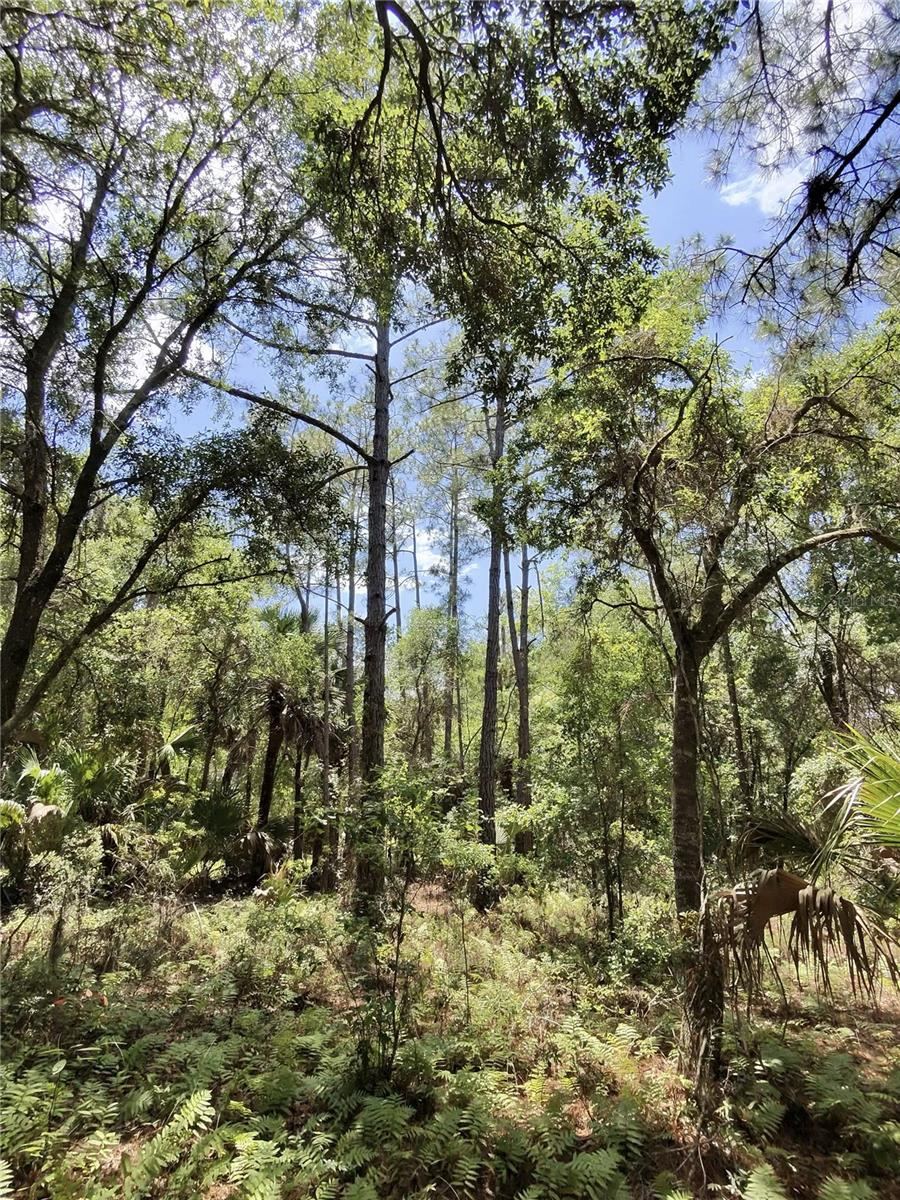 Photo 4 of 112 Chipola Dr, Georgetown, FL 32139