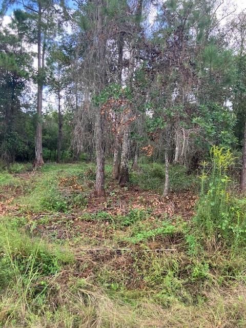 Photo 5 of 1881 Hazelnut St, Bunnell, FL 32110