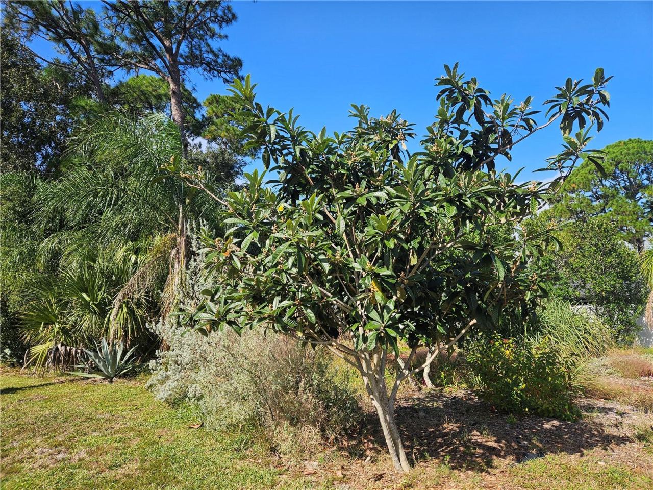 Photo 4 of Pine Tree Dr, Edgewater, FL 32141