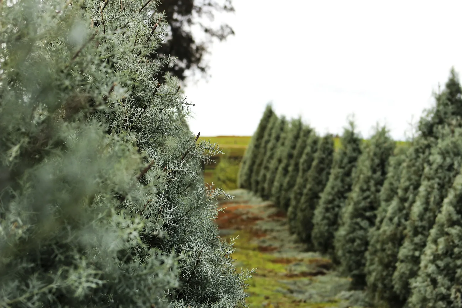 christmas tree farm palm coast fl