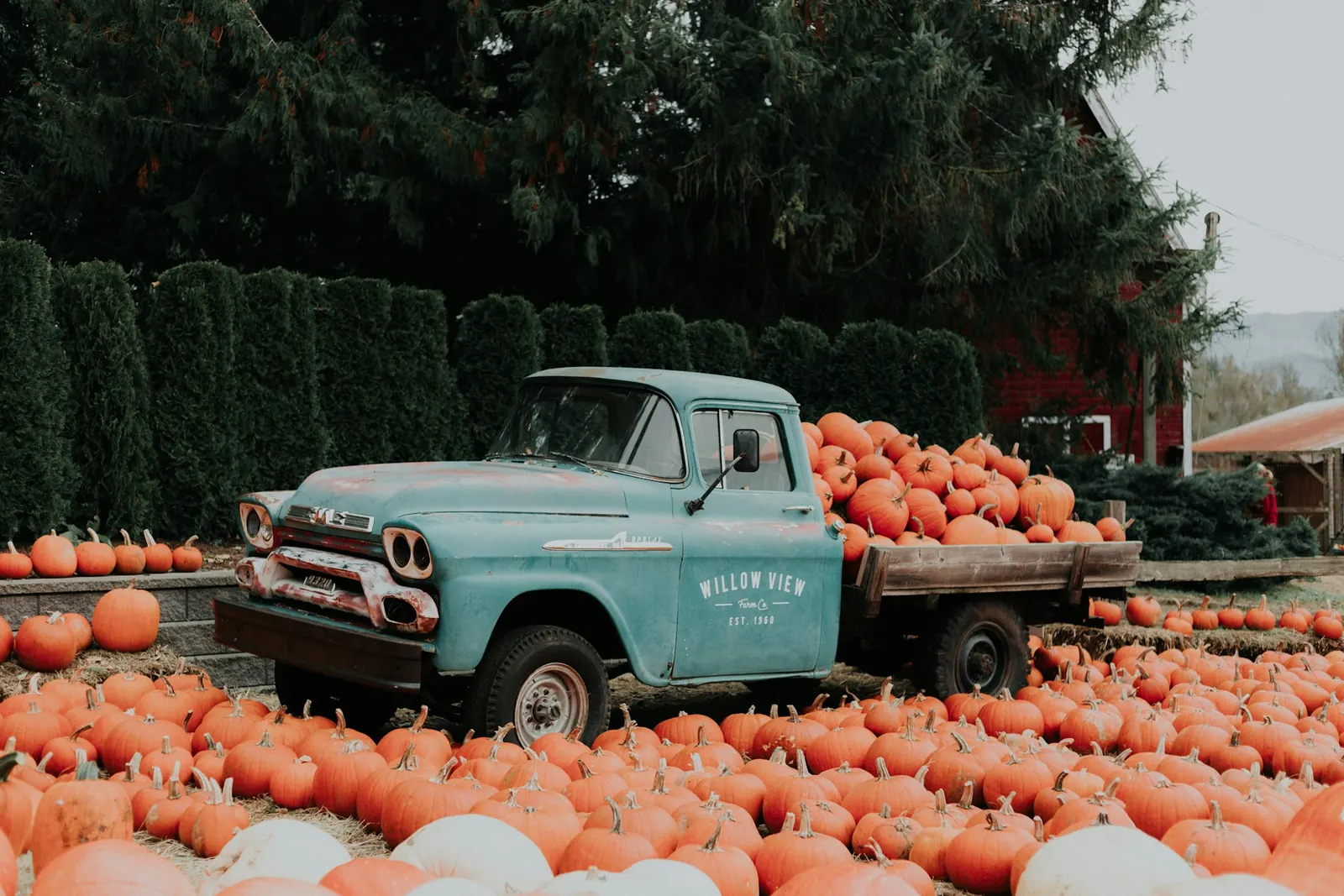 farmers truck with pumpkins fall festival