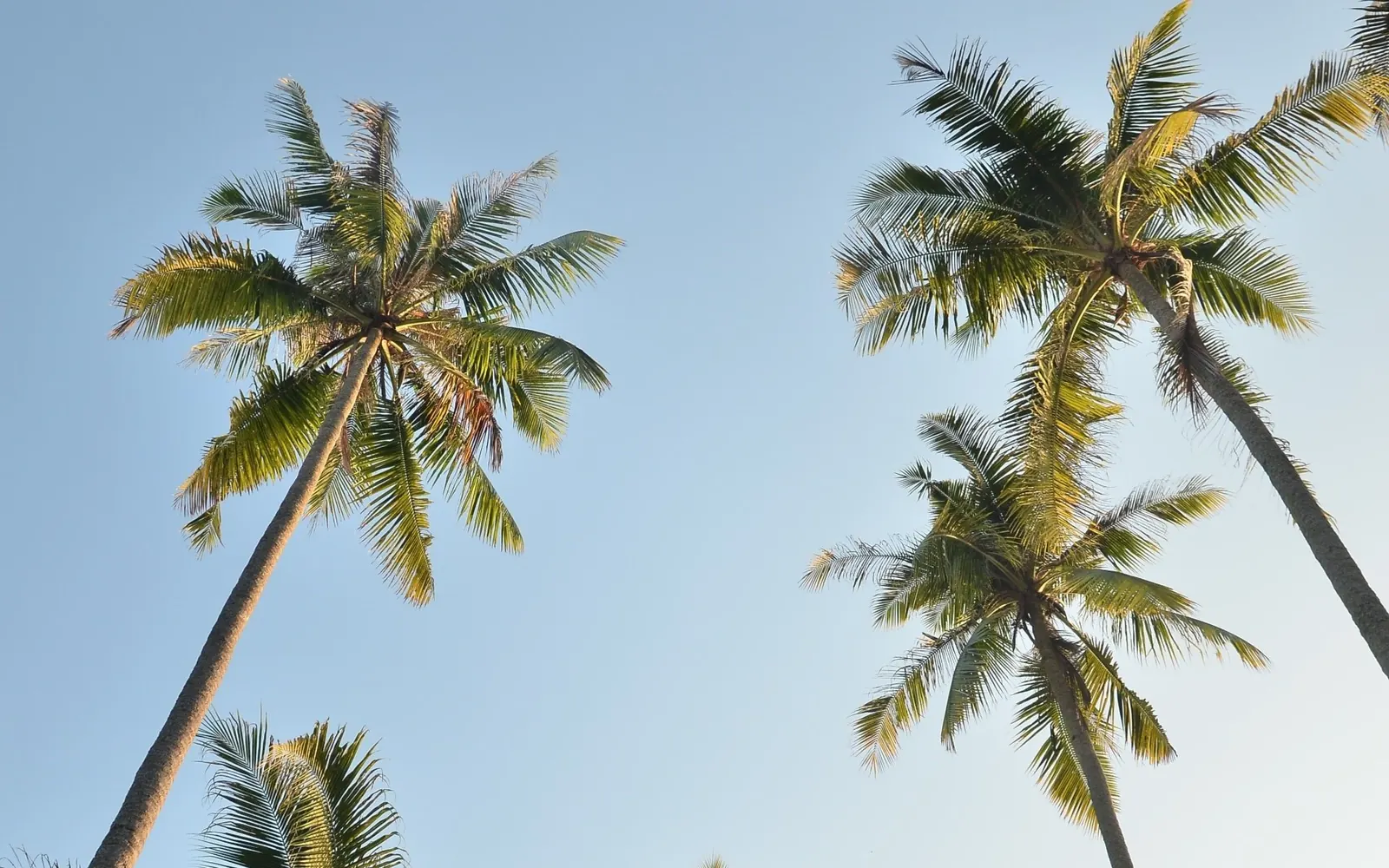 Palm trees with fronds blowing in the wind against a clear, pale blue sky, taken from a low angle.