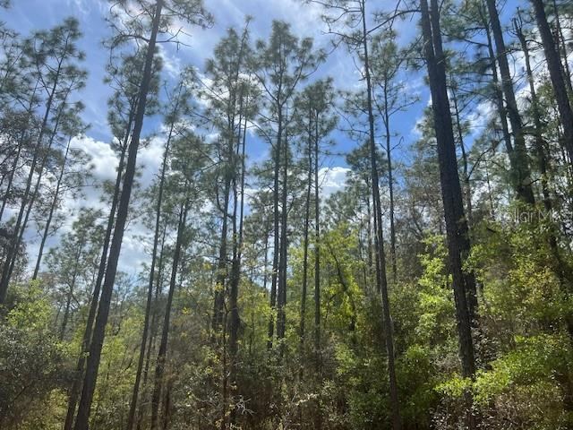 Photo 2 of 181 Whirlwind Loop, Hawthorne, FL 32640