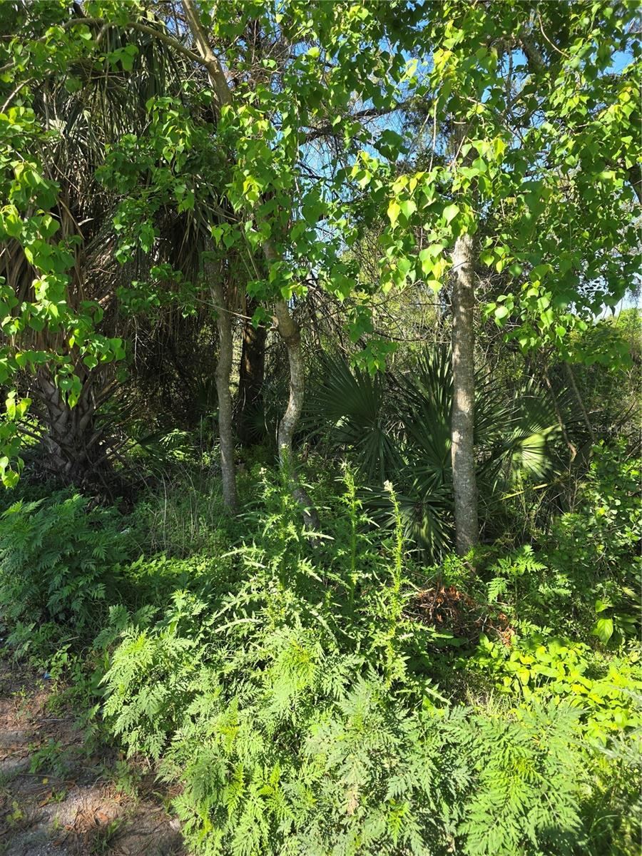 226 Walnut Ave, Orange City, FL 32763