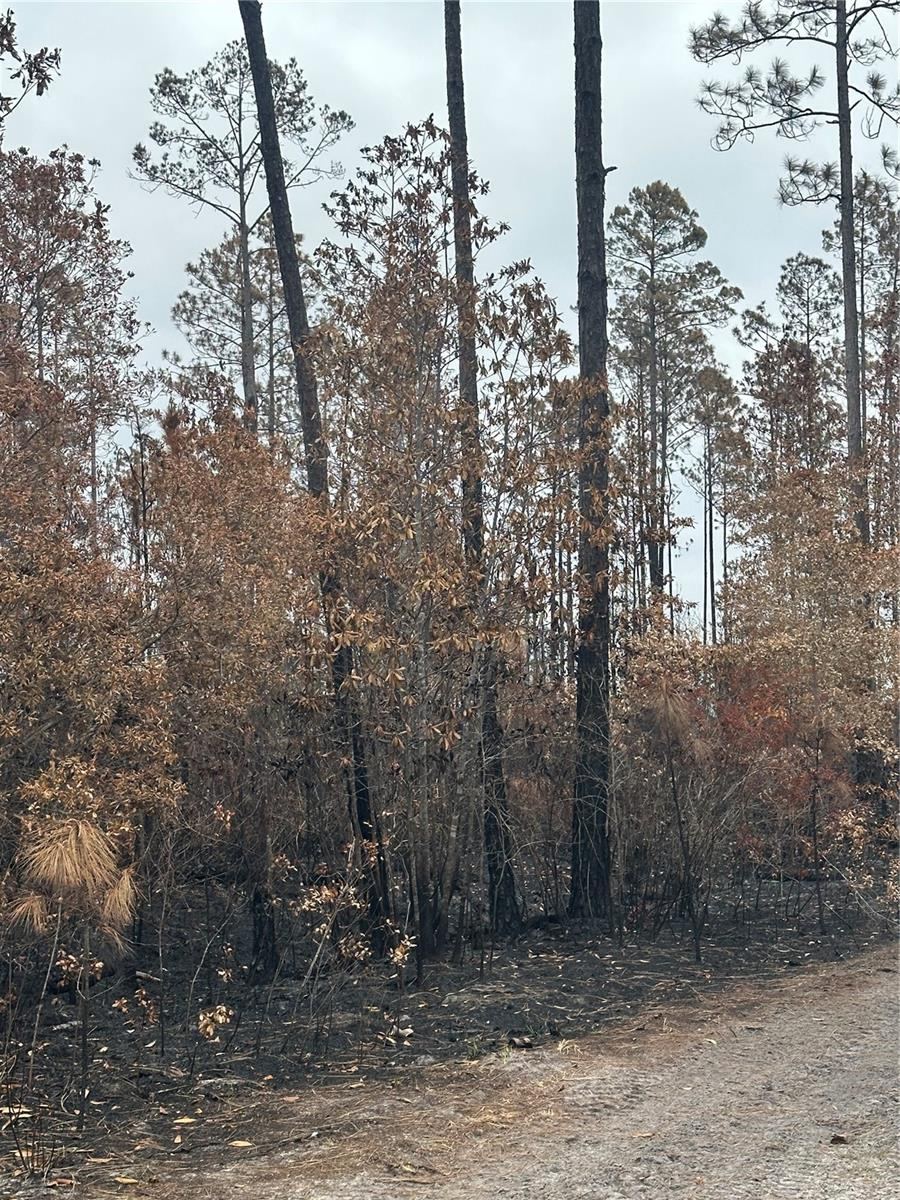 Photo 2 of Tbd Nw 2nd Ave, Palatka, FL 32177