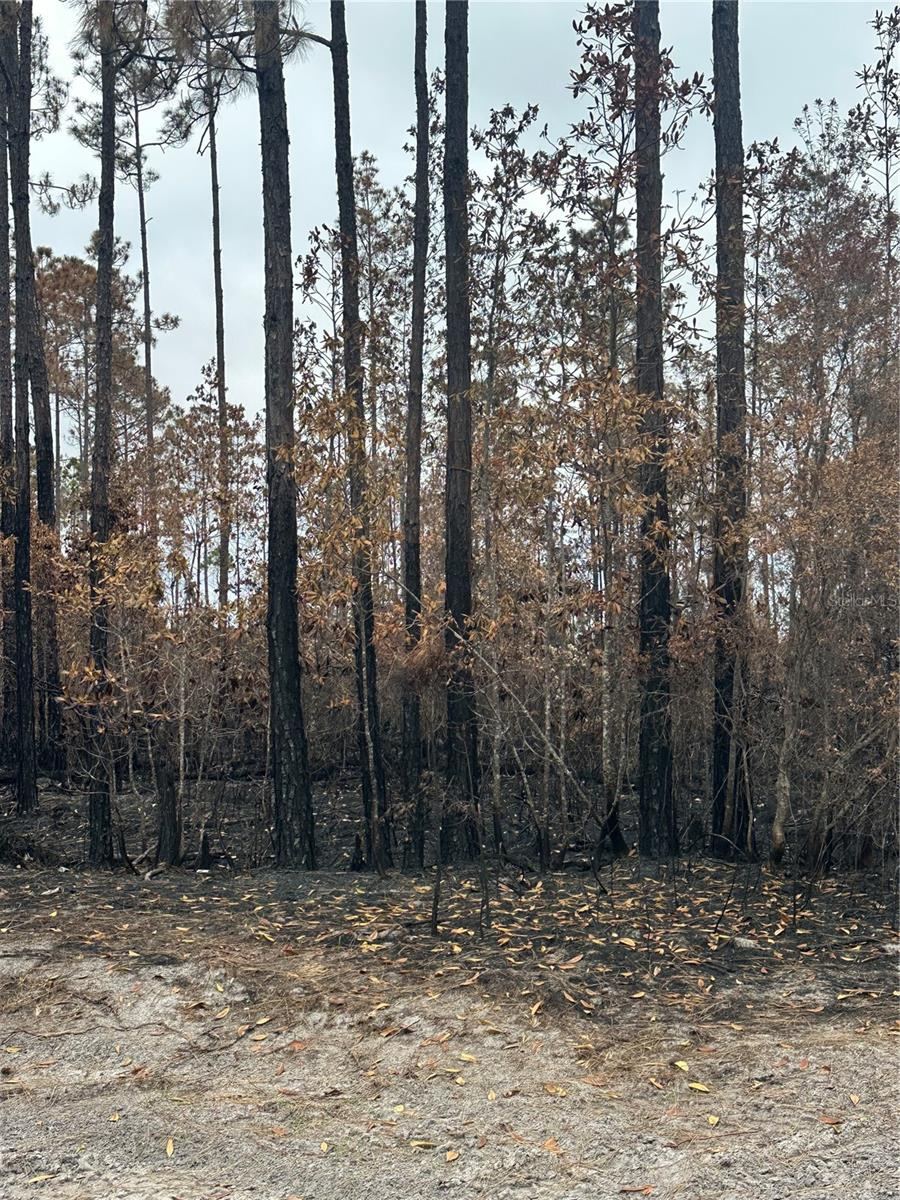 Photo 3 of Tbd Nw 2nd Ave, Palatka, FL 32177