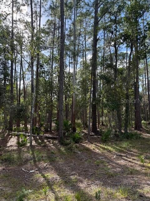 207 Ocala Ct, Georgetown, FL 32139