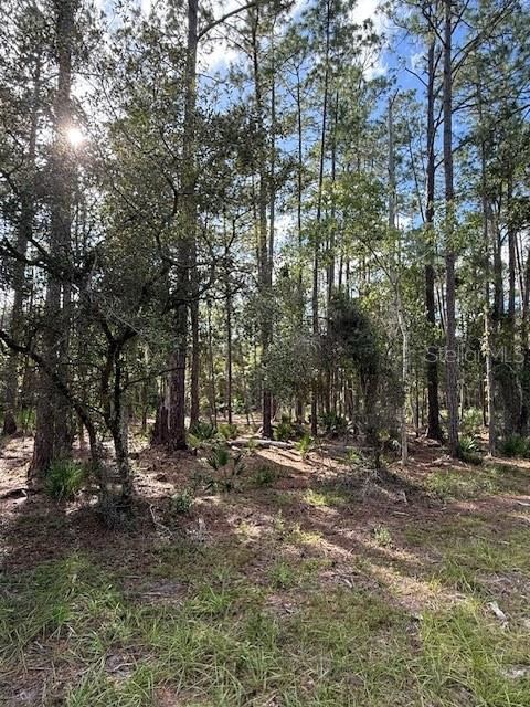 Photo 2 of 207 Ocala Ct, Georgetown, FL 32139