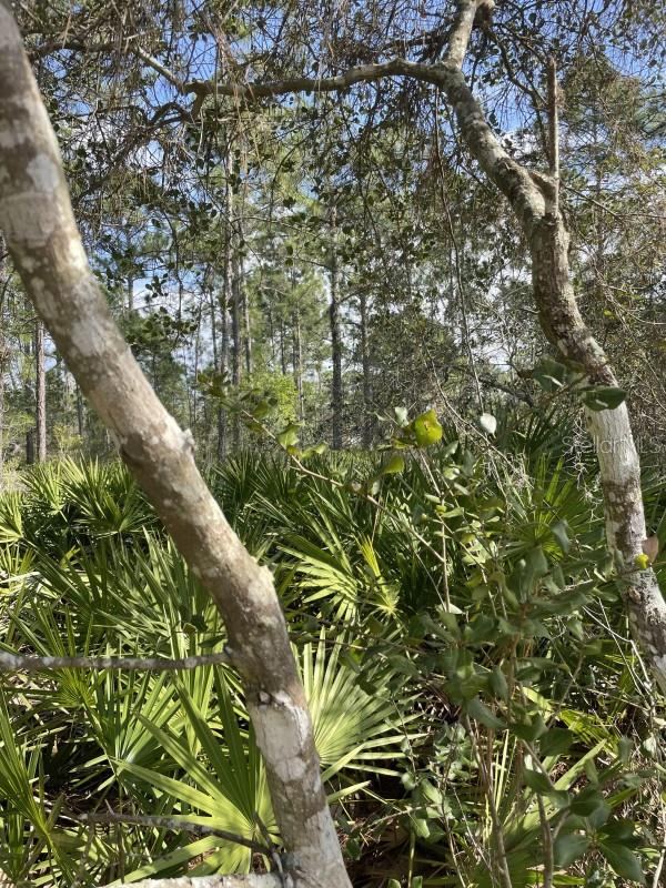 Photo 3 of 32 Fyfe Ave, Debary, FL 32713