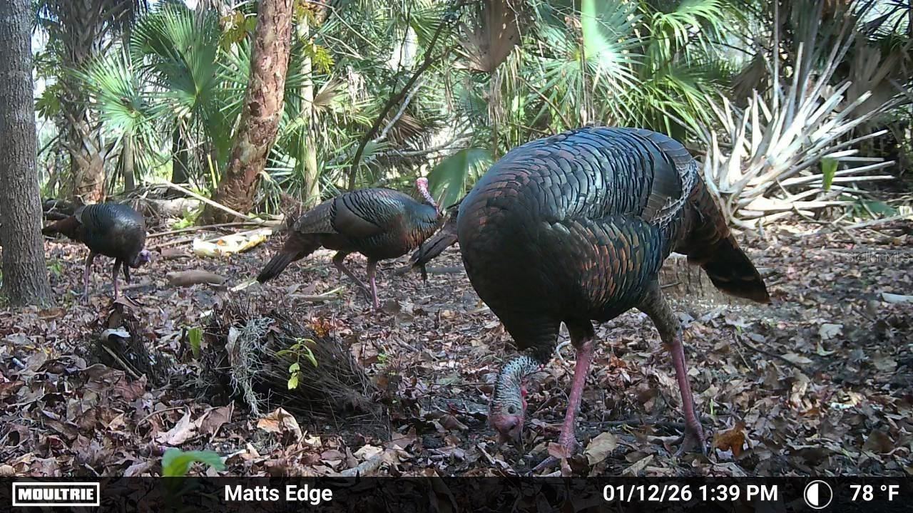 Photo 3 of Volco Rd, Edgewater, FL 32141