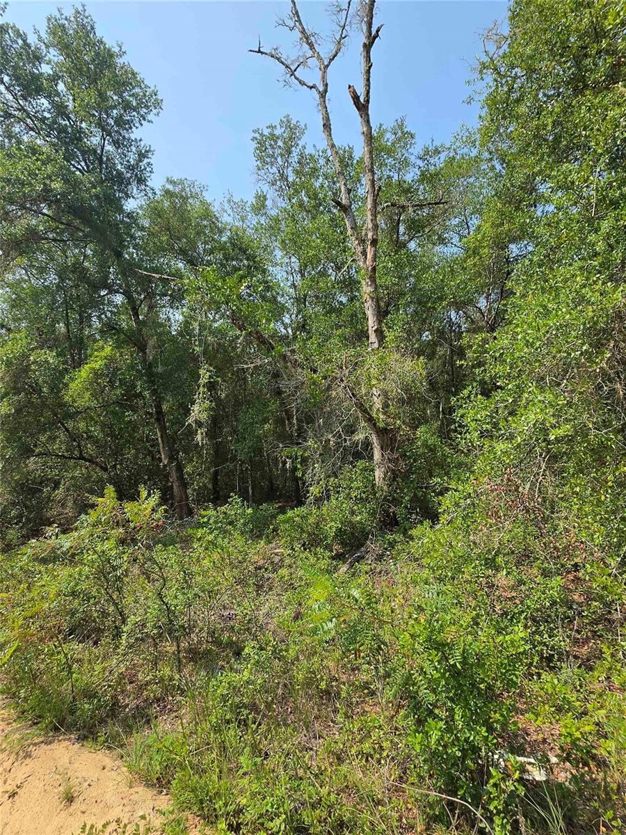 Photo 3 of 0 Sherman Drive Circle, Interlachen, FL 32148