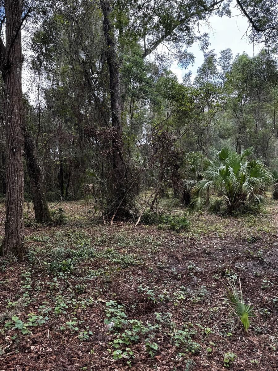 Photo 3 of 1423 Lemon St, Deland, FL 32720