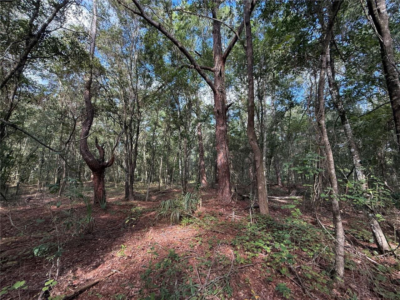 Photo 2 of 1166 Honeytree St, Bunnell, FL 32110