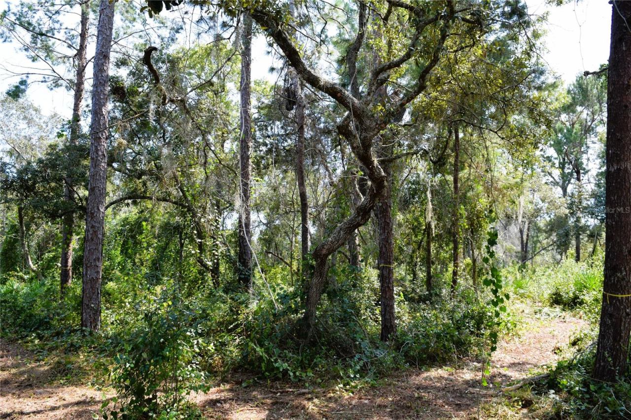 Photo 3 of 625 Lake Butler Ave, Osteen, FL 32764