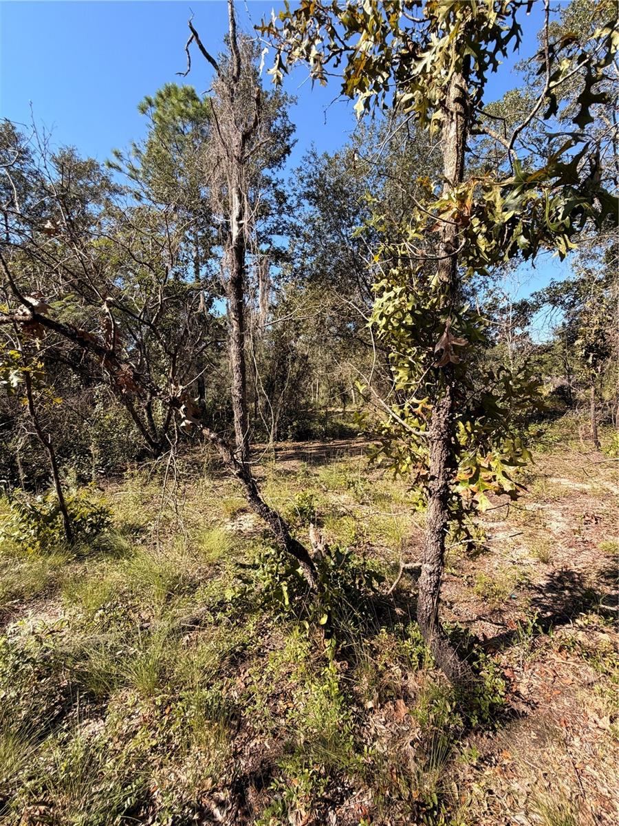 Photo 2 of 0 Cypress St, Interlachen, FL 32148
