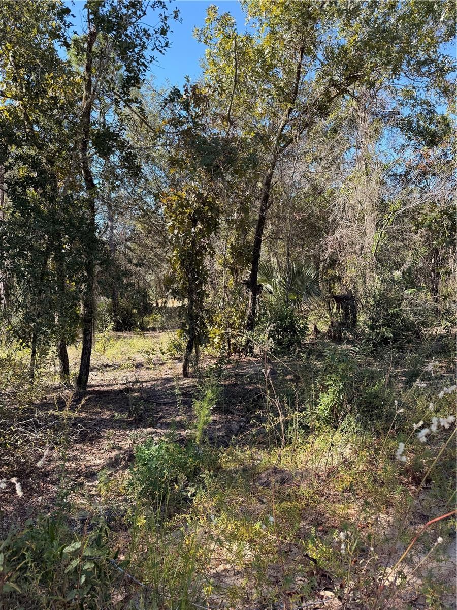 Photo 3 of 0 Cypress St, Interlachen, FL 32148